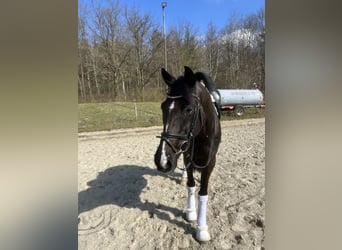 Deutsches Reitpferd, Wallach, 10 Jahre, 175 cm, Schwarzbrauner