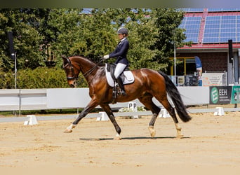 Deutsches Reitpferd, Wallach, 10 Jahre, 182 cm, Brauner
