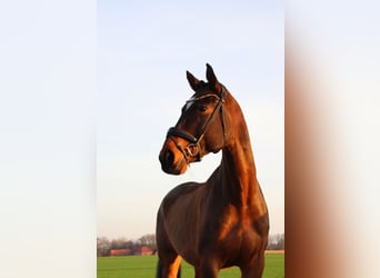 Deutsches Reitpferd, Wallach, 10 Jahre, 182 cm, Brauner
