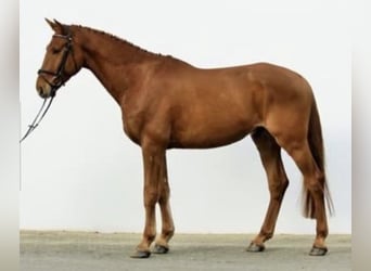 Deutsches Reitpferd, Wallach, 10 Jahre, 182 cm, Fuchs