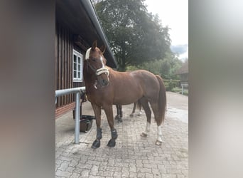 Deutsches Reitpferd Mix, Wallach, 11 Jahre, 160 cm, Fuchs