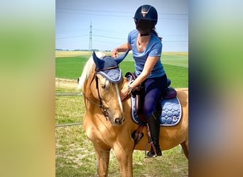 Deutsches Reitpferd, Wallach, 11 Jahre, 160 cm, Palomino