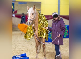 Deutsches Reitpferd, Wallach, 11 Jahre, 160 cm, Palomino