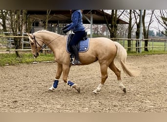 Deutsches Reitpferd, Wallach, 11 Jahre, 160 cm, Palomino