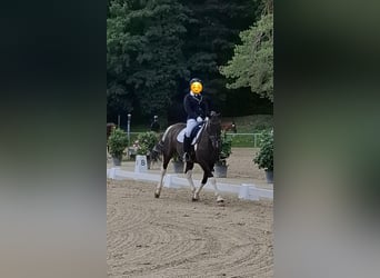 Deutsches Reitpferd Mix, Wallach, 11 Jahre, 160 cm, Schecke