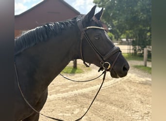 Deutsches Reitpferd, Wallach, 11 Jahre, 162 cm, Rappe