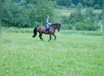 Deutsches Reitpferd, Wallach, 11 Jahre, 165 cm, Brauner