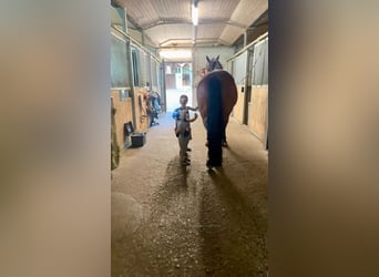 Deutsches Reitpferd, Wallach, 11 Jahre, 165 cm, Brauner