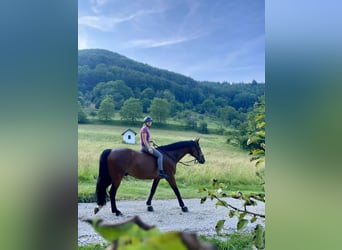 Deutsches Reitpferd, Wallach, 11 Jahre, 165 cm, Brauner