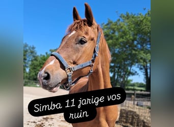 Deutsches Reitpferd, Wallach, 11 Jahre, 165 cm, Fuchs