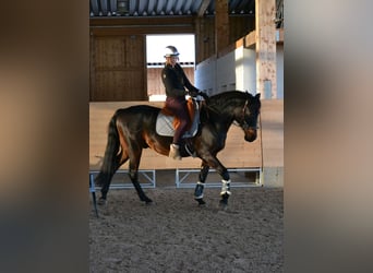 Deutsches Reitpferd Mix, Wallach, 11 Jahre, 166 cm, Dunkelbrauner