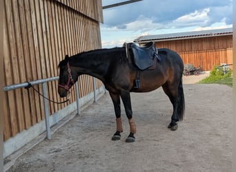 Deutsches Reitpferd Mix, Wallach, 11 Jahre, 166 cm, Dunkelbrauner