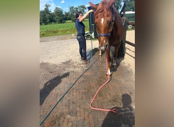 Deutsches Reitpferd, Wallach, 11 Jahre, 166 cm, Fuchs