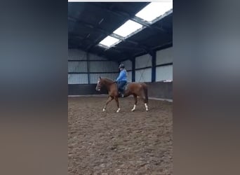 Deutsches Reitpferd, Wallach, 11 Jahre, 166 cm, Fuchs
