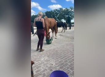 Deutsches Reitpferd, Wallach, 11 Jahre, 166 cm, Fuchs