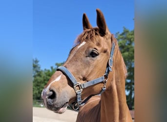 Deutsches Reitpferd, Wallach, 11 Jahre, 166 cm, Fuchs