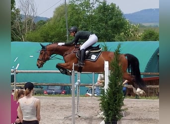 Deutsches Reitpferd, Wallach, 11 Jahre, 168 cm, Brauner