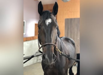 Deutsches Reitpferd, Wallach, 11 Jahre, 172 cm, Dunkelbrauner