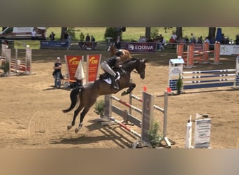 Deutsches Reitpferd, Wallach, 11 Jahre, 175 cm, Dunkelbrauner