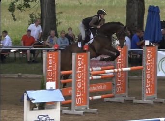 Deutsches Reitpferd, Wallach, 11 Jahre, 175 cm, Dunkelbrauner