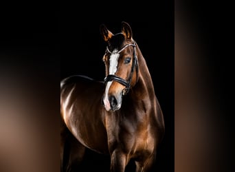 Deutsches Reitpferd, Wallach, 11 Jahre, 175 cm, Dunkelbrauner