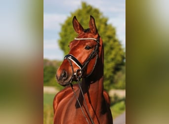 Deutsches Reitpferd, Wallach, 11 Jahre, 177 cm, Brauner