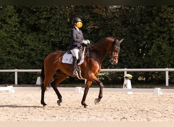 Deutsches Reitpferd, Wallach, 11 Jahre, 177 cm, Brauner