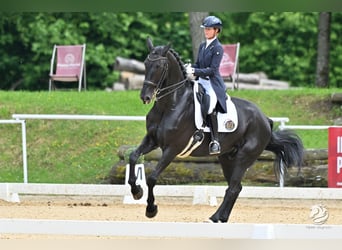 Deutsches Reitpferd, Wallach, 11 Jahre, 180 cm, Rappe