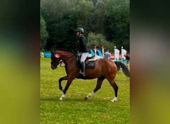 Deutsches Reitpferd, Wallach, 12 Jahre, 148 cm, Brauner