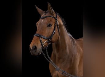 Deutsches Reitpferd, Wallach, 12 Jahre, 160 cm, Brauner