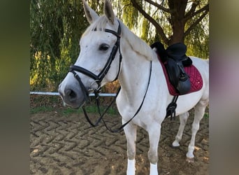 Deutsches Reitpferd, Wallach, 12 Jahre, 167 cm, Schimmel