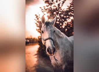Deutsches Reitpferd, Wallach, 12 Jahre, 168 cm, Schimmel