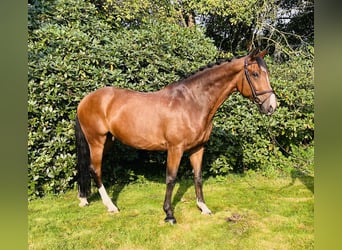 Deutsches Reitpferd, Wallach, 12 Jahre, 170 cm, Brauner