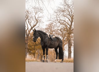 Deutsches Reitpferd, Wallach, 12 Jahre, 170 cm, Rappe