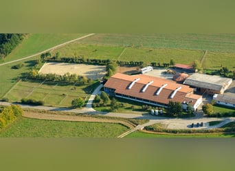 Deutsches Reitpferd, Wallach, 12 Jahre, 172 cm, Brauner