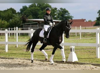 Deutsches Reitpferd, Wallach, 12 Jahre, 172 cm, Rappe