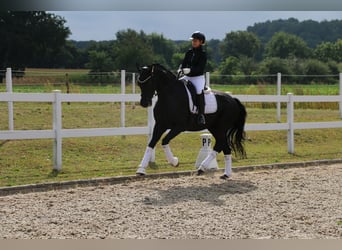 Deutsches Reitpferd, Wallach, 12 Jahre, 172 cm, Rappe