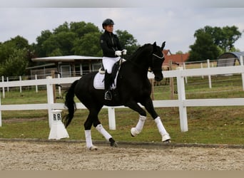 Deutsches Reitpferd, Wallach, 12 Jahre, 172 cm, Rappe