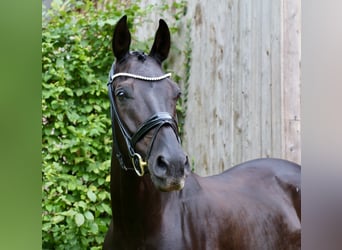 Deutsches Reitpferd, Wallach, 12 Jahre, 172 cm, Rappe