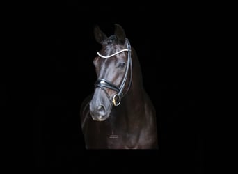 Deutsches Reitpferd, Wallach, 12 Jahre, 172 cm, Rappe
