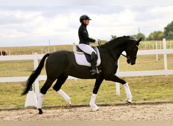 Deutsches Reitpferd, Wallach, 12 Jahre, 172 cm, Rappe