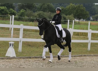Deutsches Reitpferd, Wallach, 12 Jahre, 172 cm, Rappe