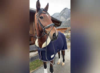 Deutsches Reitpferd, Wallach, 12 Jahre, 173 cm, Brauner