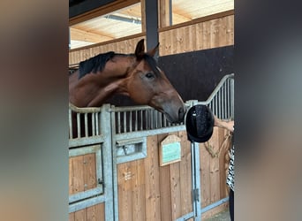 Deutsches Reitpferd, Wallach, 12 Jahre, 173 cm, Brauner