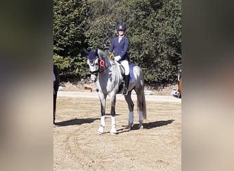 Deutsches Reitpferd, Wallach, 12 Jahre, 173 cm, Schimmel