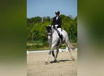 Deutsches Reitpferd, Wallach, 12 Jahre, 173 cm, Schimmel