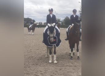 Deutsches Reitpferd, Wallach, 12 Jahre, 173 cm, Schimmel