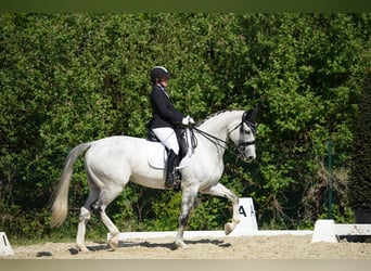 Deutsches Reitpferd, Wallach, 12 Jahre, 173 cm, Schimmel
