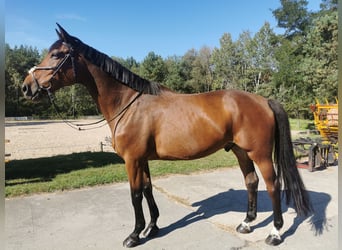 Deutsches Reitpferd, Wallach, 12 Jahre, 174 cm, Brauner