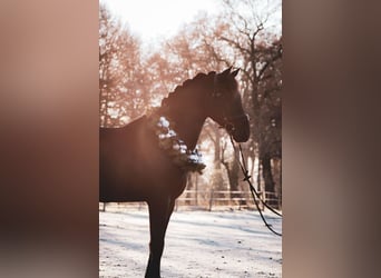 Deutsches Reitpferd, Wallach, 13 Jahre, 161 cm, Rappe